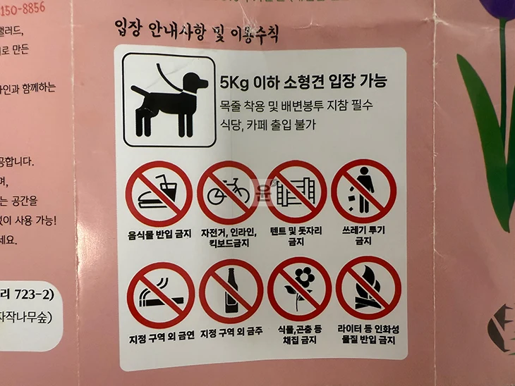실제 다녀온 용인 자작나무숲 후기