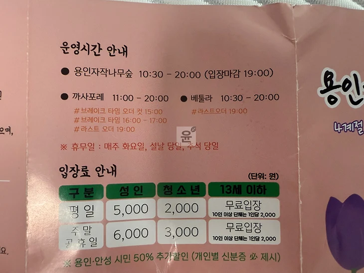 실제 다녀온 용인 자작나무숲 후기